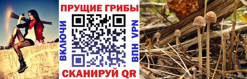 Псилоцибиновые грибы Magic Shrooms Куровское